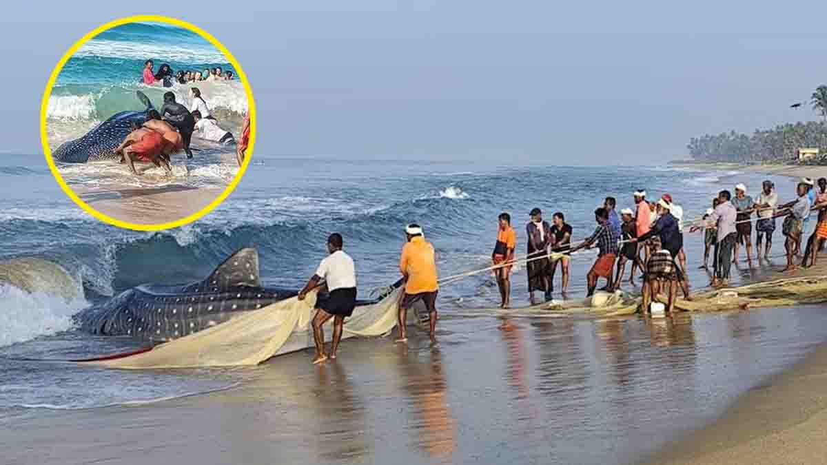 Whale shark rescue at Kerala’s Varkala Beach with tourists and locals helping the stranded giant fish return to the sea