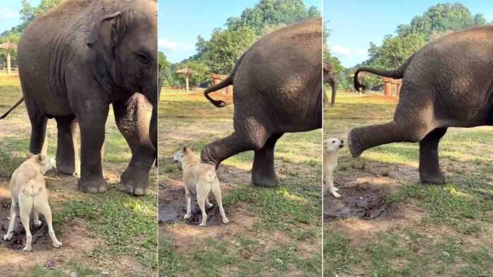 A viral video shows an elephant calmly dealing with a barking dog before giving a gentle back kick, leaving netizens amused across social media.