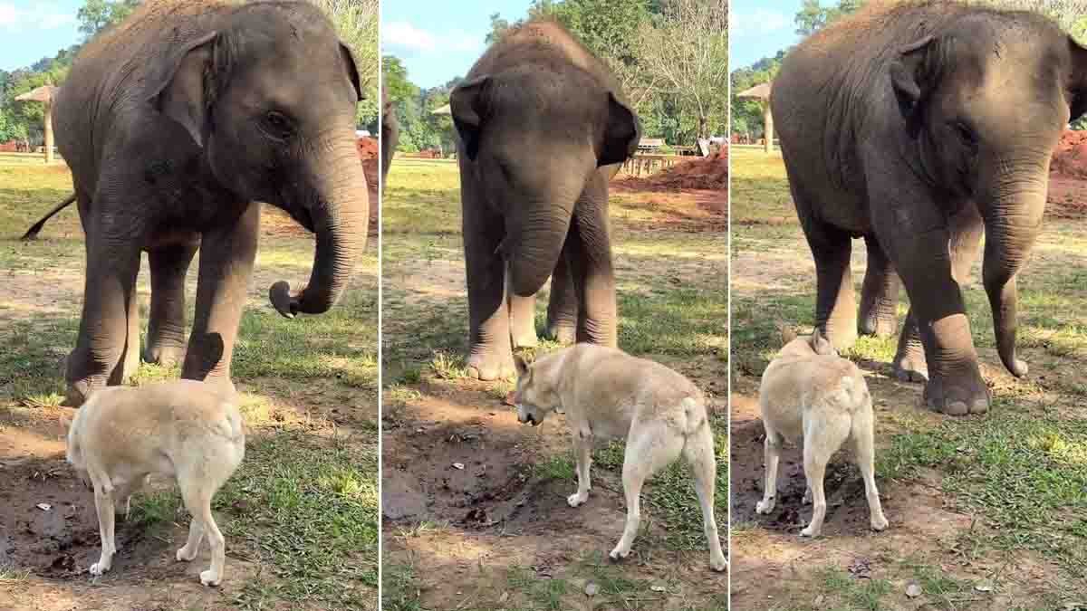 A viral video shows an elephant calmly dealing with a barking dog before giving a gentle back kick, leaving netizens amused across social media.