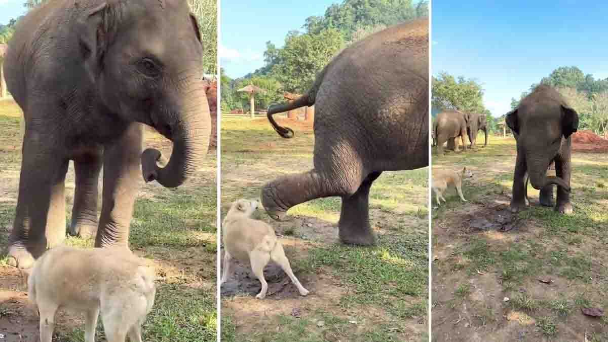 A viral video shows an elephant calmly dealing with a barking dog before giving a gentle back kick, leaving netizens amused across social media.
