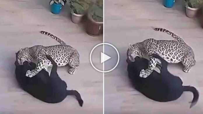 Viral video of a Rottweiler seemingly overpowering a leopard raises questions about authenticity and AI manipulation