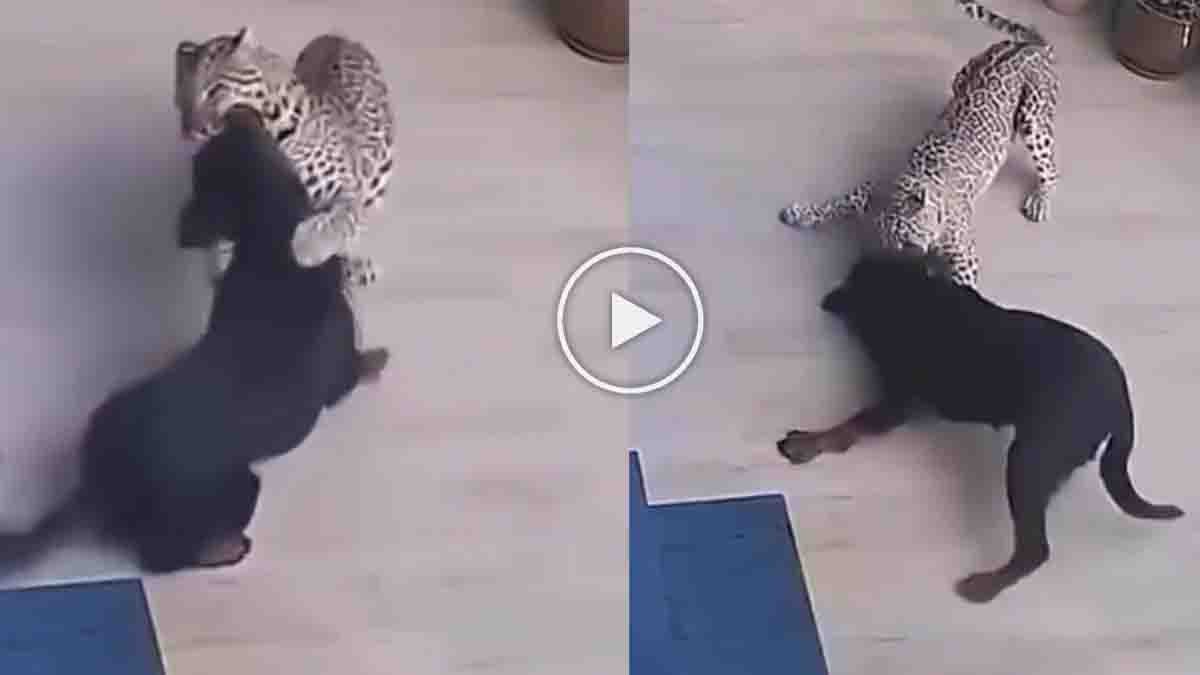 Viral video of a Rottweiler seemingly overpowering a leopard raises questions about authenticity and AI manipulation