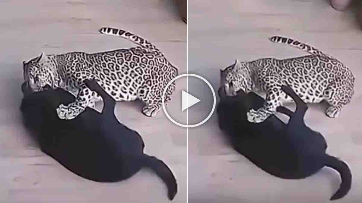 Viral video of a Rottweiler seemingly overpowering a leopard raises questions about authenticity and AI manipulation