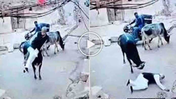 Bull attack on elderly man captured on CCTV in Chhatarpur, Madhya Pradesh