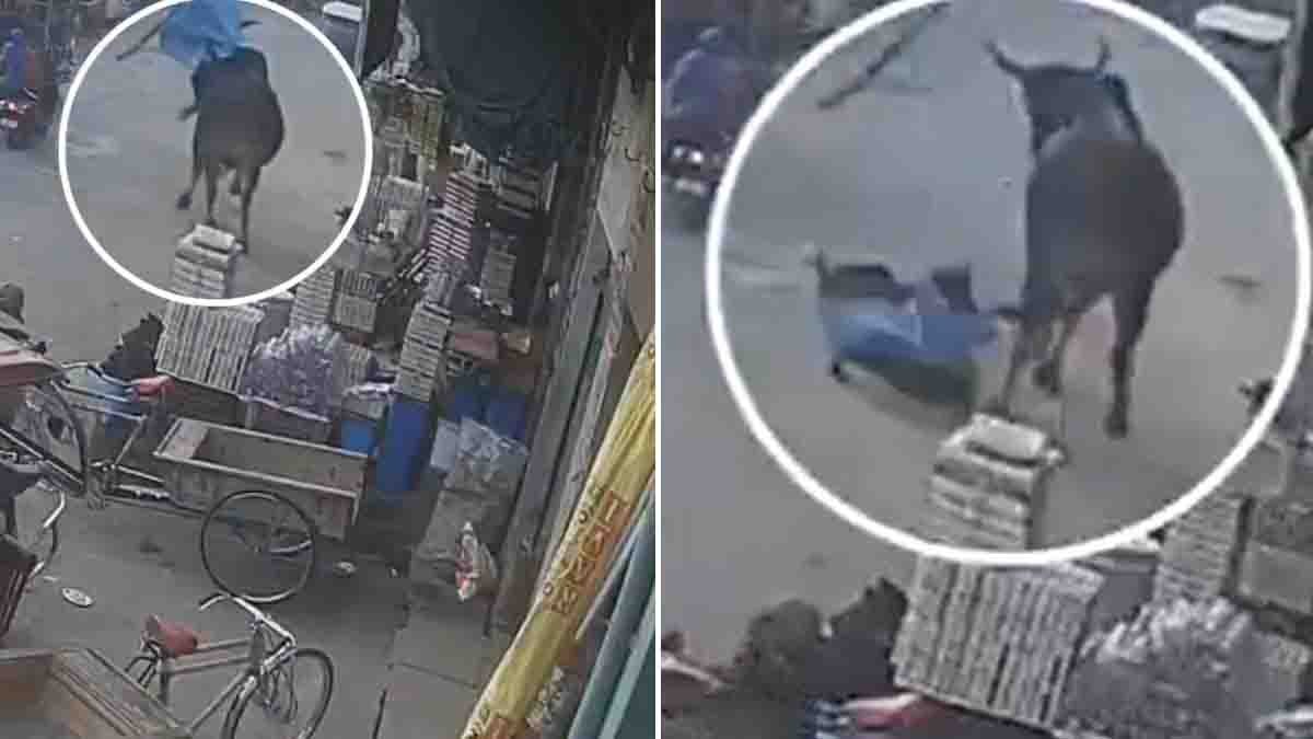 Bull attack on a woman near SBI bank in Kandhla market, Shamli district, Uttar Pradesh captured on CCTV