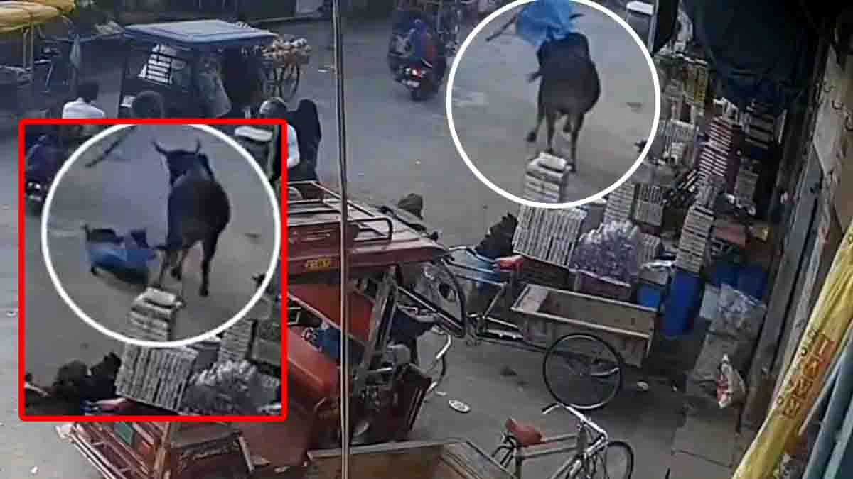 Bull attack on a woman near SBI bank in Kandhla market, Shamli district, Uttar Pradesh captured on CCTV