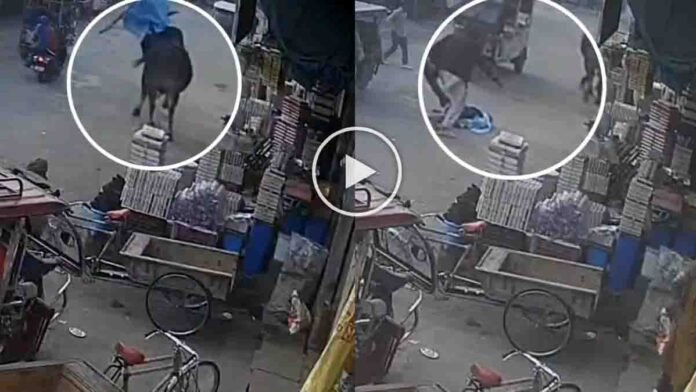 Bull attack on a woman near SBI bank in Kandhla market, Shamli district, Uttar Pradesh captured on CCTV