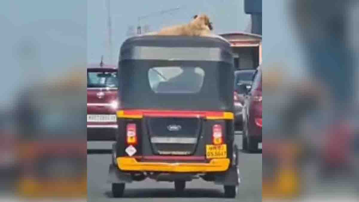 Viral video of a street dog calmly sitting on top of an auto rickshaw amid busy Mumbai traffic