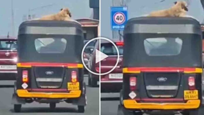 Viral video of a street dog calmly sitting on top of an auto rickshaw amid busy Mumbai traffic