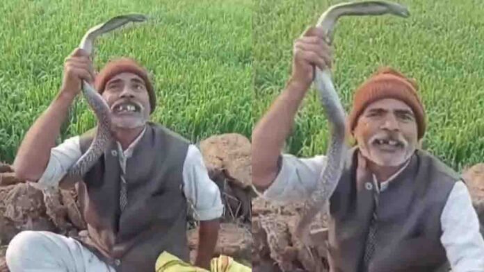 Elderly man holding a venomous black cobra moments before fatal snakebite incident