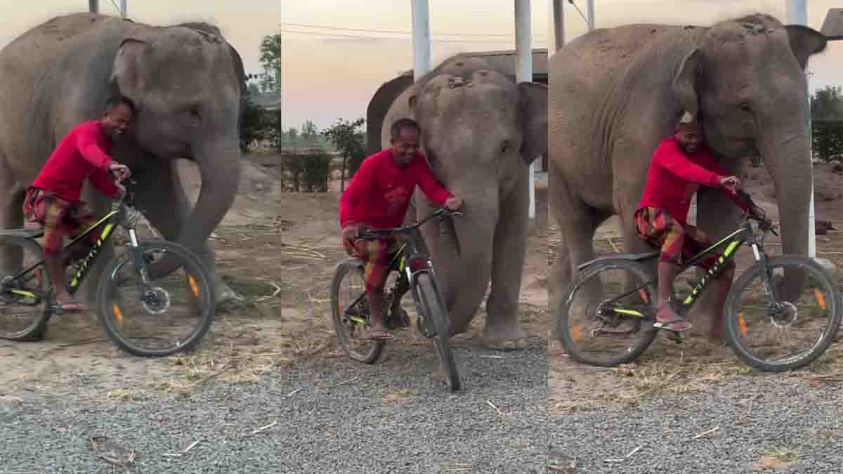 Cute Elephant Stops Owner From Leaving on Bicycle – Heartwarming Viral Video