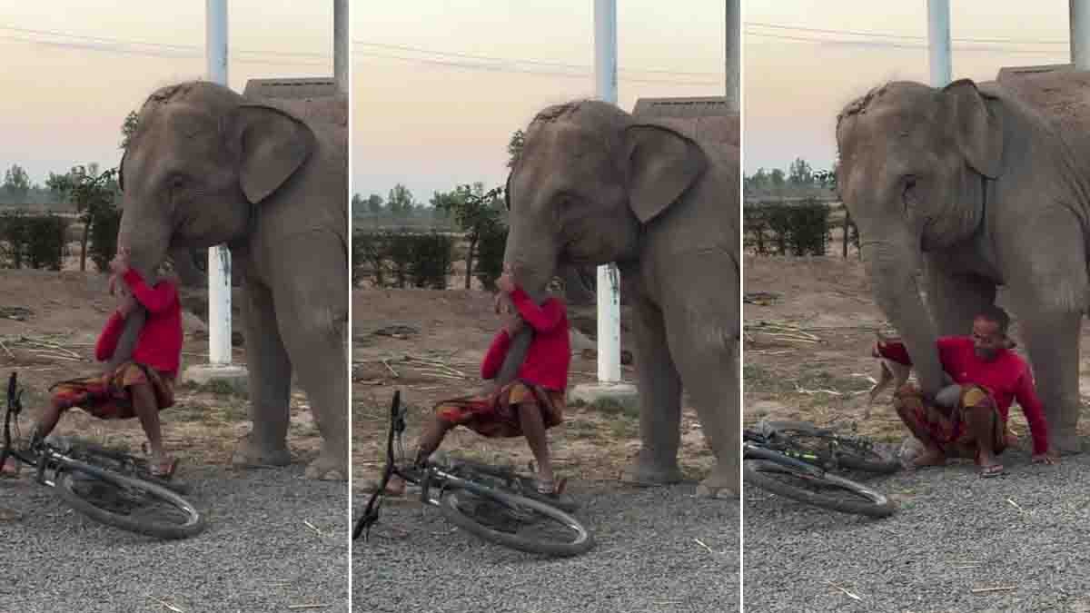Cute Elephant Stops Owner From Leaving on Bicycle – Heartwarming Viral Video