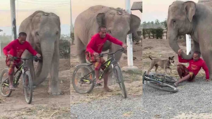 Cute Elephant Stops Owner From Leaving on Bicycle – Heartwarming Viral Video