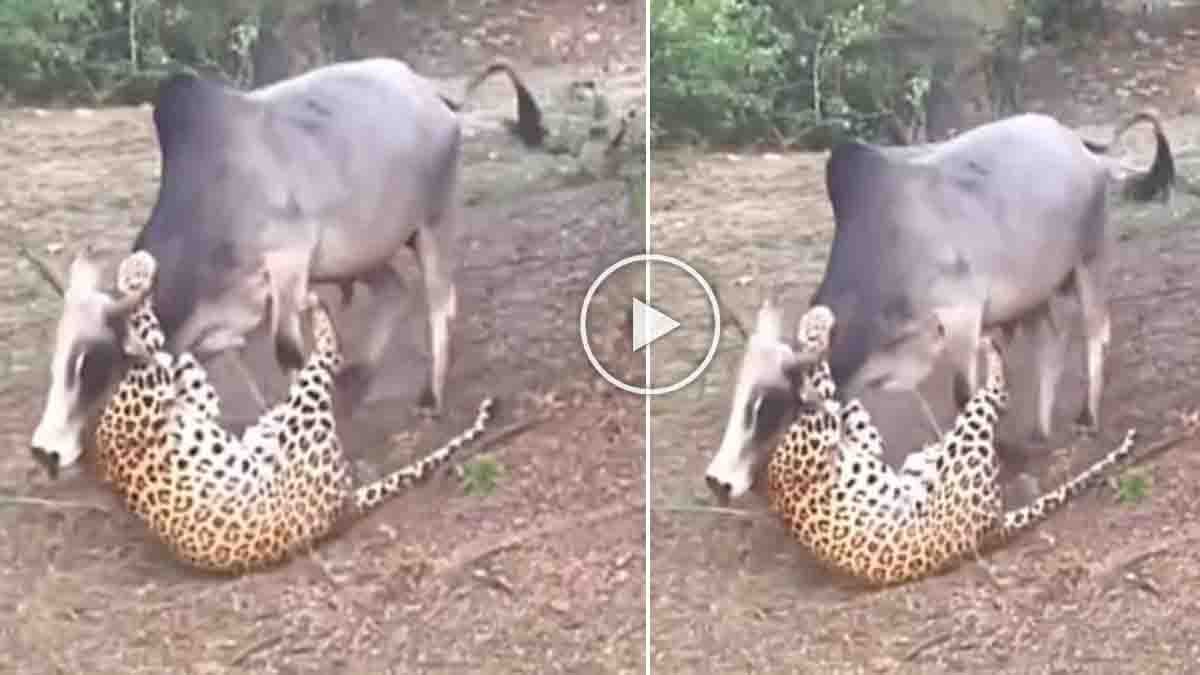 Cow bravely fights a leopard attack near Mukundra Hills Tiger Reserve in Kota Rajasthan - Viral Video