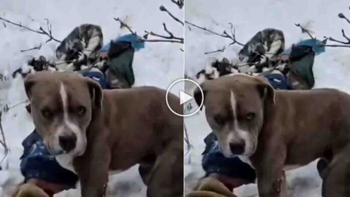 Loyal dog standing guard beside owner’s body during heavy snowfall in Himachal Pradesh
