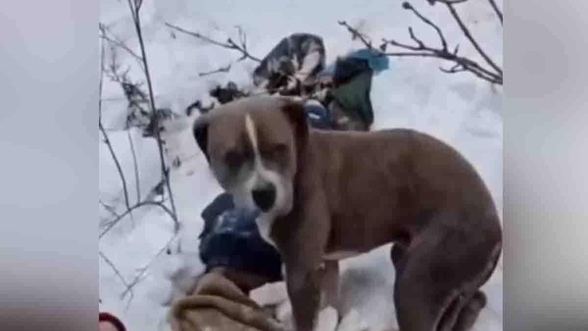 Loyal dog standing guard beside owner’s body during heavy snowfall in Himachal Pradesh