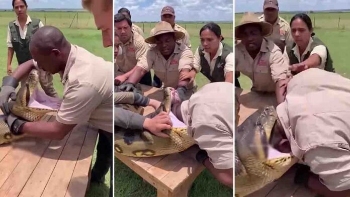 Man attempting to put his head inside an anaconda’s open mouth in a shocking viral video