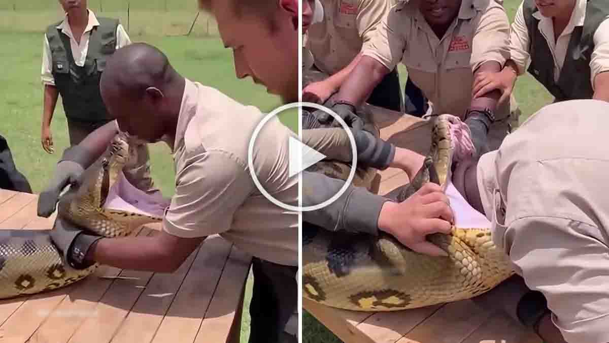 Viral Video : ಅನಾಕೊಂಡ ಬಾಯಿಗೆ ತಲೆ ಇಟ್ಟ ಭೂಪ! ಮುಂದೇನಾಯ್ತು ಅಂತ ನೋಡಿದ್ರೆ ನೀವು ಶಾಕ್ ಆಗೋದು ಗ್ಯಾರಂಟಿ! 1 Man attempting to put his head inside an anaconda’s open mouth in a shocking viral video