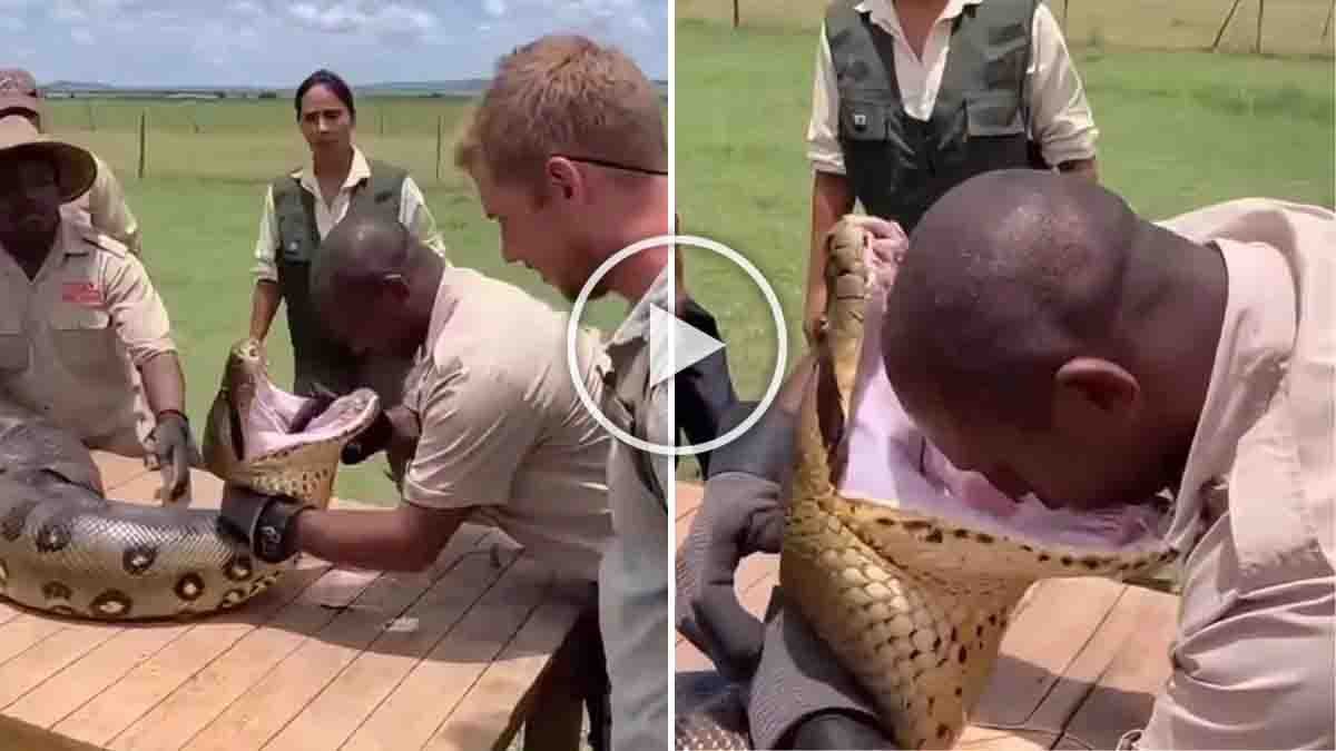 Viral Video : ಅನಾಕೊಂಡ ಬಾಯಿಗೆ ತಲೆ ಇಟ್ಟ ಭೂಪ! ಮುಂದೇನಾಯ್ತು ಅಂತ ನೋಡಿದ್ರೆ ನೀವು ಶಾಕ್ ಆಗೋದು ಗ್ಯಾರಂಟಿ! 2 Man attempting to put his head inside an anaconda’s open mouth in a shocking viral video