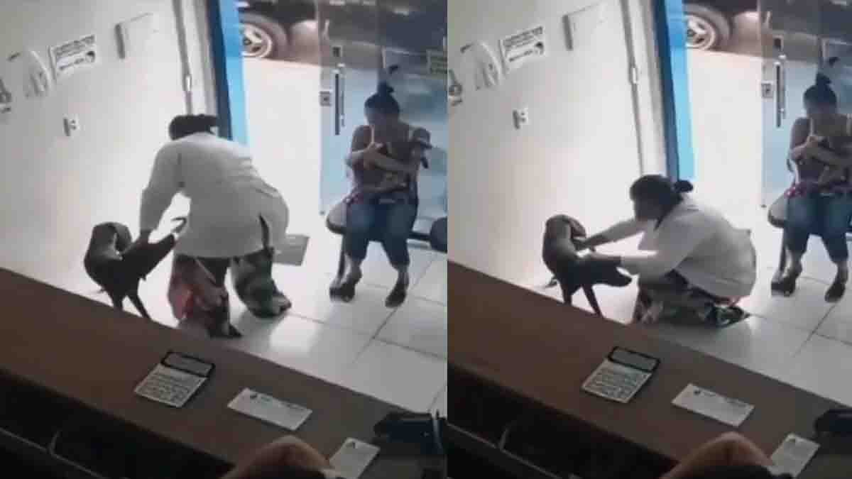Smart dog with injured leg walks into a veterinary clinic on its own and shows paw to doctors seeking treatment