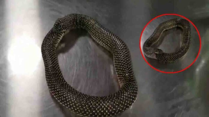 Speckled king snake attempting to swallow itself while a man rescues it in a viral video