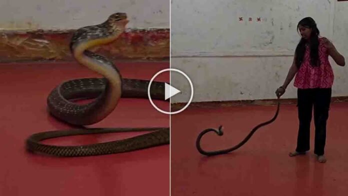 Snake video showing a woman handling a live snake with bare hands without safety equipment
