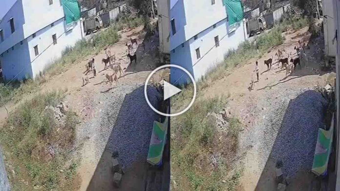 Over 12 stray dogs attack a three-year-old child in Sangareddy district, Telangana, captured on CCTV
