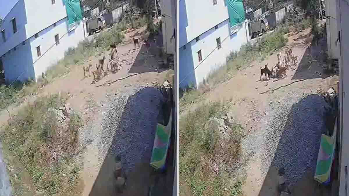 ತೆಲಂಗಾಣದಲ್ಲಿ ಬೆಚ್ಚಿಬೀಳಿಸುವ (Dogs Attack) ಘಟನೆ : ಆಡುತ್ತಿದ್ದ ಮಗುವಿನ ಮೇಲೆ ಮುಗಿಬಿದ್ದ 12ಕ್ಕೂ ಹೆಚ್ಚು ಬೀದಿ ನಾಯಿಗಳು..! 1 Over 12 stray dogs attack a three-year-old child in Sangareddy district, Telangana, captured on CCTV