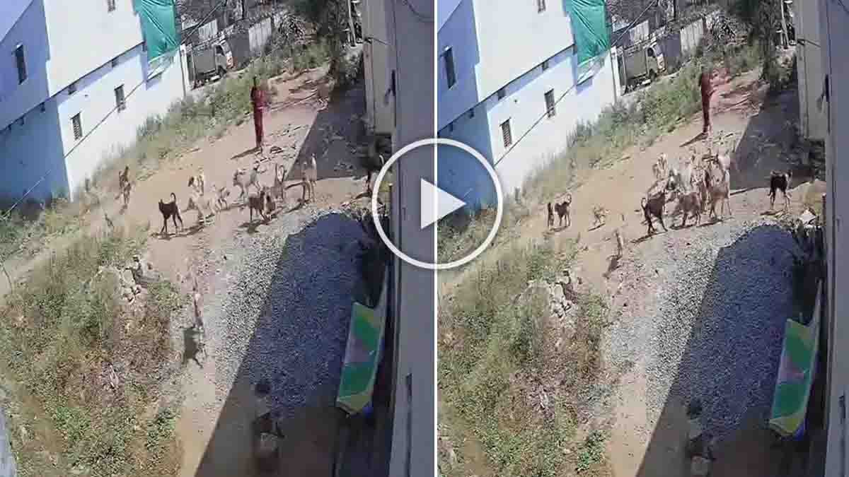 ತೆಲಂಗಾಣದಲ್ಲಿ ಬೆಚ್ಚಿಬೀಳಿಸುವ (Dogs Attack) ಘಟನೆ : ಆಡುತ್ತಿದ್ದ ಮಗುವಿನ ಮೇಲೆ ಮುಗಿಬಿದ್ದ 12ಕ್ಕೂ ಹೆಚ್ಚು ಬೀದಿ ನಾಯಿಗಳು..! 2 Over 12 stray dogs attack a three-year-old child in Sangareddy district, Telangana, captured on CCTV