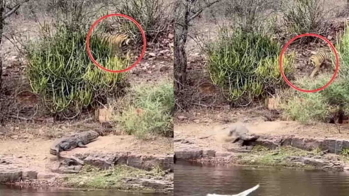 A Bengal tiger trying to attack a crocodile resting on a riverbank in a viral video shared on Instagram