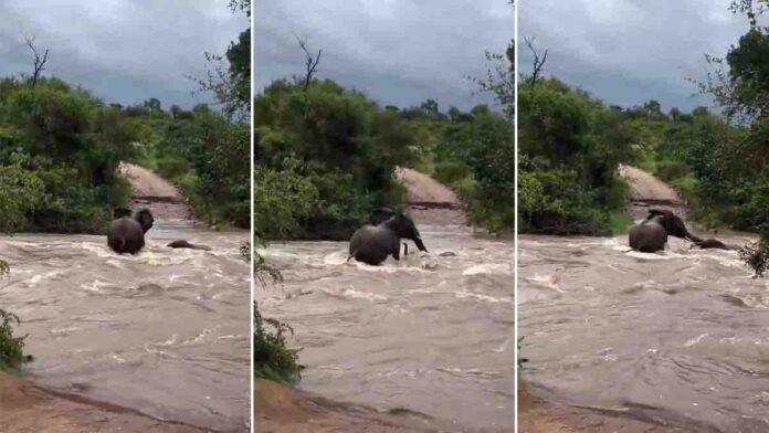 Viral video captures an emotional moment as a mother elephant saves her calf from dangerous floodwaters