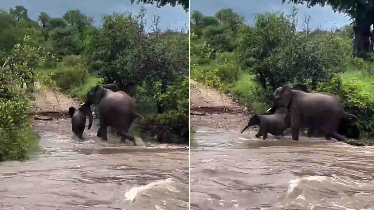 Viral video captures an emotional moment as a mother elephant saves her calf from dangerous floodwaters