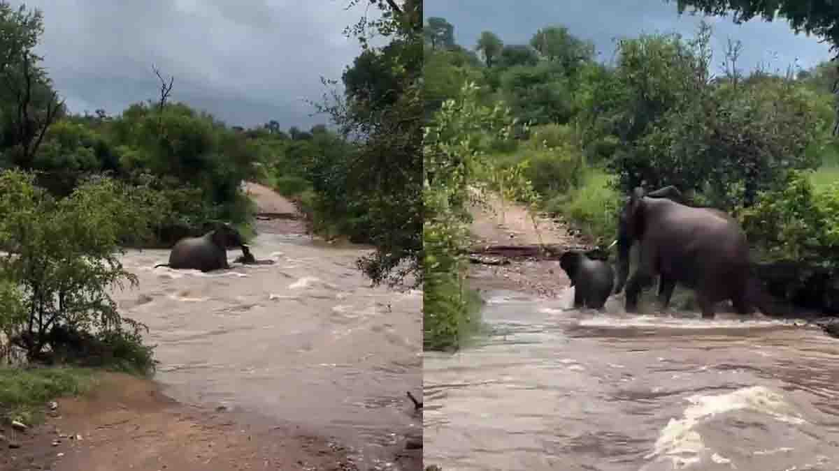 Viral video captures an emotional moment as a mother elephant saves her calf from dangerous floodwaters