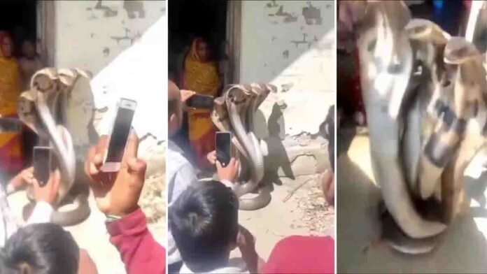 7 headed snake viral video outside house shocking devotees miracle or AI edited social media trending clip