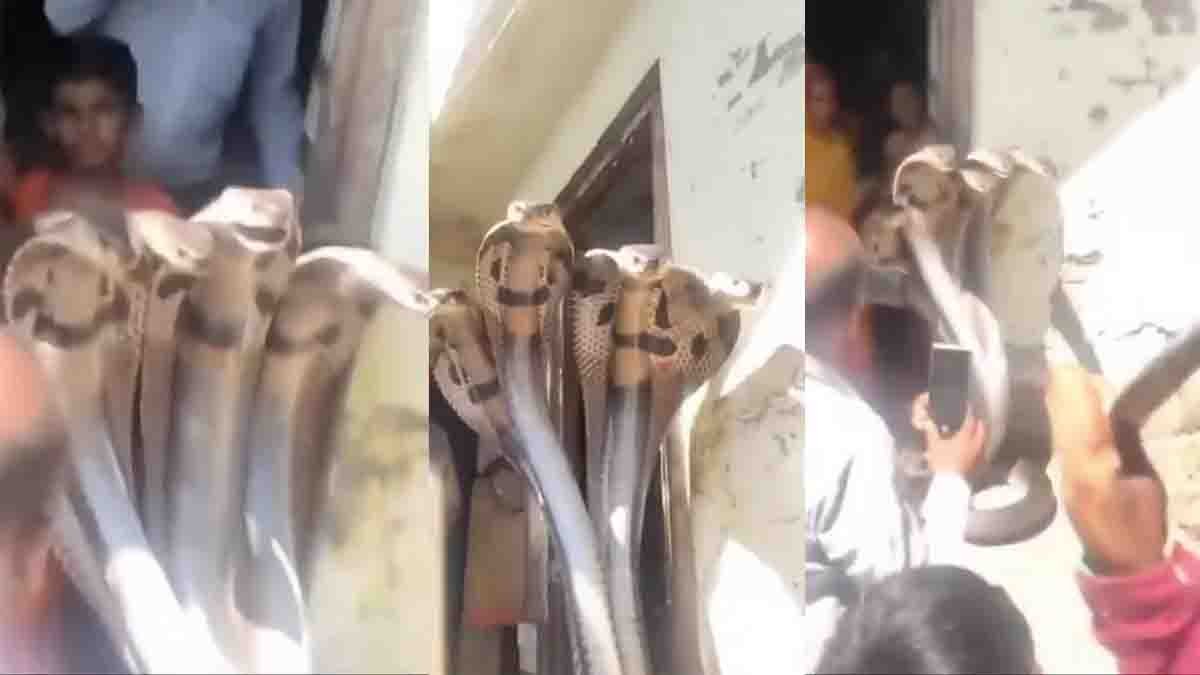 7 headed snake viral video outside house shocking devotees miracle or AI edited social media trending clip