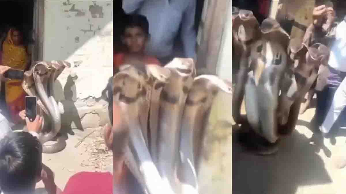 7 headed snake viral video outside house shocking devotees miracle or AI edited social media trending clip
