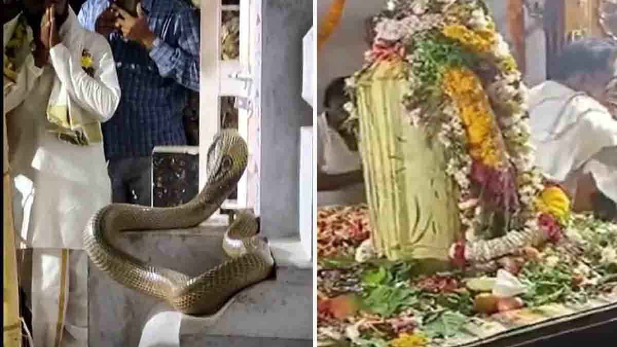 Mahashivratri miracle with cobra appearing at Sri Rajarajeshwara Swamy Temple in Nirmal district during Shiva–Parvati Kalyanotsavam.
