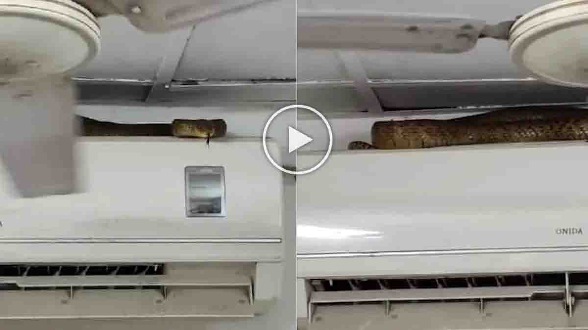 Mumbai Snake on AC Unit – 7-foot non-venomous Indian Rat Snake resting on air conditioner outdoor unit in Vile Parle East