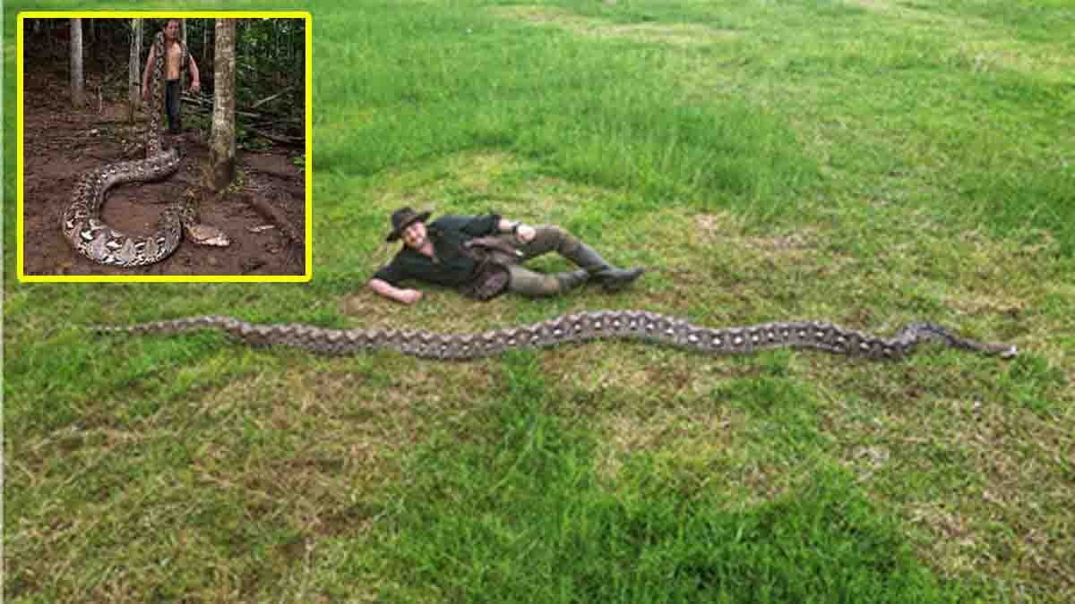 World longest python measuring 23 feet 8 inches found in Indonesia