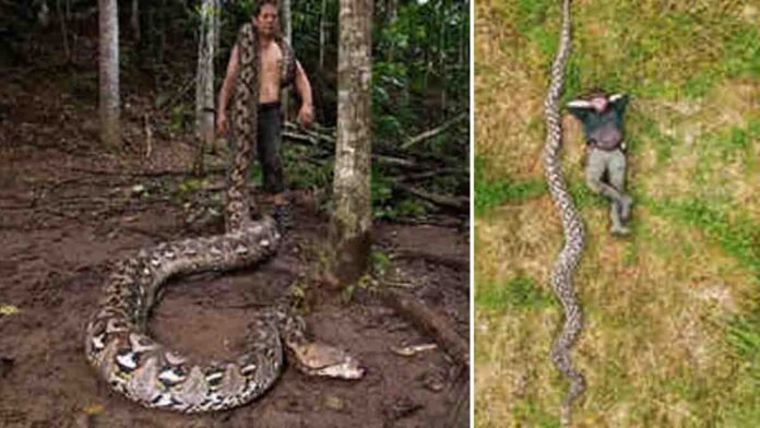 World longest python measuring 23 feet 8 inches found in Indonesia