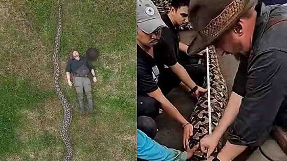 World longest python measuring 23 feet 8 inches found in Indonesia