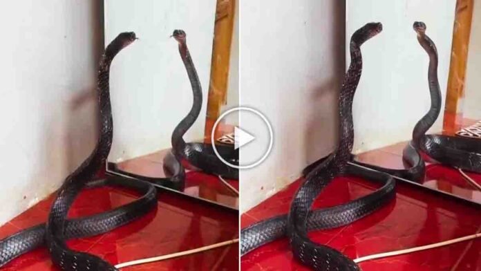 Black snake confused by its reflection in mirror inside house viral video