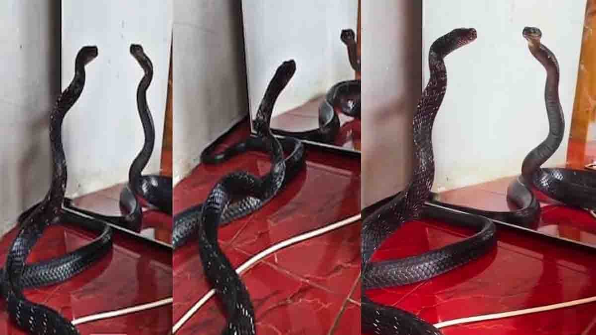 Black snake confused by its reflection in mirror inside house viral video