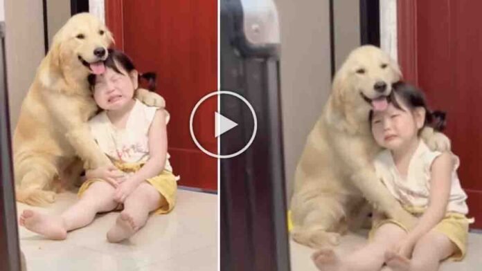 Viral video of a little girl crying and sharing her pain with her pet dog while the dog comforts her at home