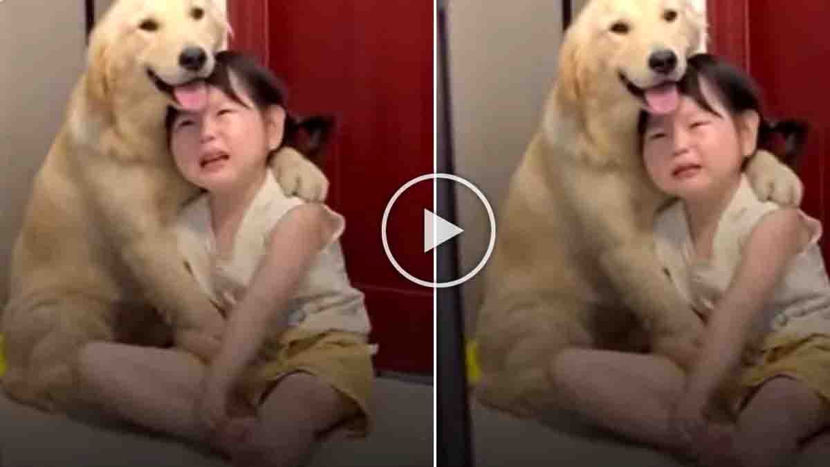 Viral video of a little girl crying and sharing her pain with her pet dog while the dog comforts her at home