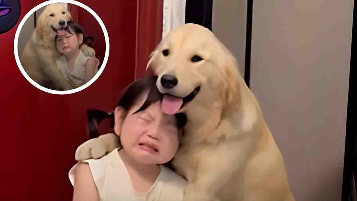 Viral video of a little girl crying and sharing her pain with her pet dog while the dog comforts her at home