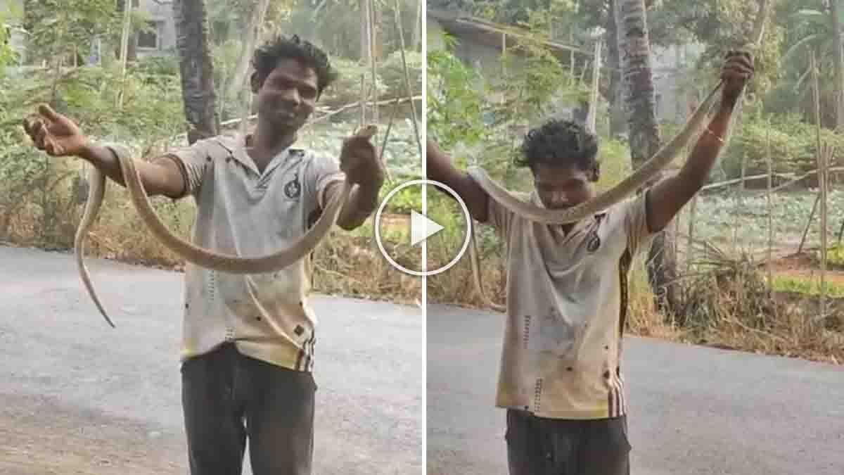 Virar Snake Bite : ಮದ್ಯದ ಅಮಲಿನಲ್ಲಿ ನಾಗರಹಾವಿಗೆ ಮುತ್ತಿಡಲು ಹೋಗಿ ಪ್ರಾಣ ಕಳೆದುಕೊಂಡ ವ್ಯಕ್ತಿ! ವೈರಲ್ ಆಯ್ತು ವಿಡಿಯೋ 2 Virar snake bite incident where intoxicated man was bitten by a venomous cobra in Maharashtra