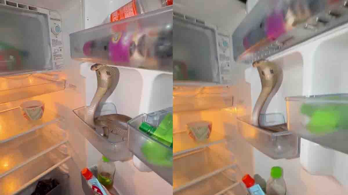 Cobra In Fridge : ಫ್ರಿಡ್ಜ್ ಓಪನ್ ಮಾಡಿದ್ರೆ ಕಾದಿತ್ತು ಶಾಕ್! ತರಕಾರಿ ಬದಲು ಹೆಡೆ ಎತ್ತಿ ಬುಸುಗುಟ್ಟಿದ ನಾಗರಹಾವು! 1 Cobra in fridge hissing inside refrigerator viral video