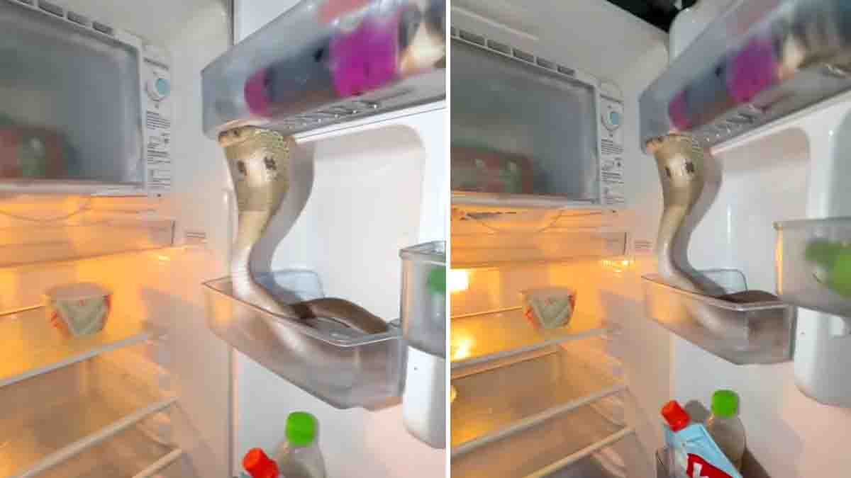 Cobra In Fridge : ಫ್ರಿಡ್ಜ್ ಓಪನ್ ಮಾಡಿದ್ರೆ ಕಾದಿತ್ತು ಶಾಕ್! ತರಕಾರಿ ಬದಲು ಹೆಡೆ ಎತ್ತಿ ಬುಸುಗುಟ್ಟಿದ ನಾಗರಹಾವು! 2 Cobra in fridge hissing inside refrigerator viral video