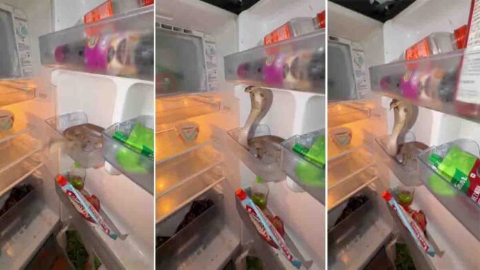 Cobra in fridge hissing inside refrigerator viral video